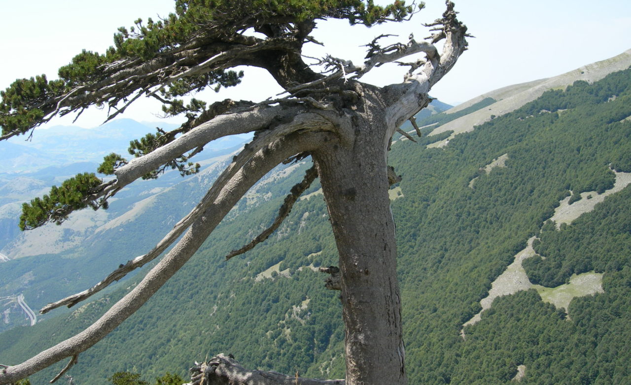 Cristina Lelli, Pino Loricato, Parco del Pollino