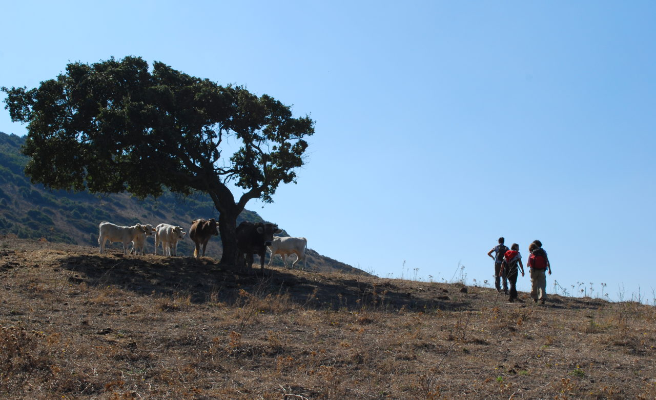 Elisa Darrigo, Camminando verso Sud, Sardegna