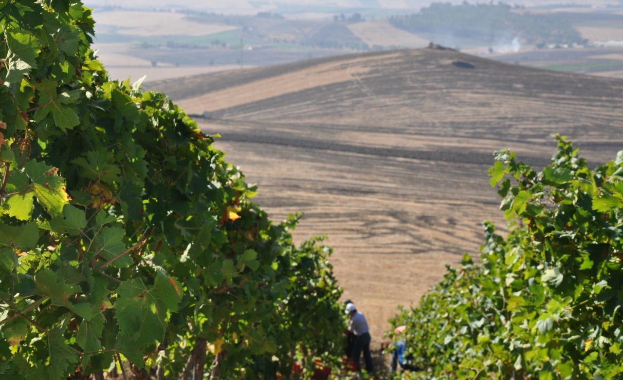 Francesco Galante, Centopassi Sicilia, Libera Terra