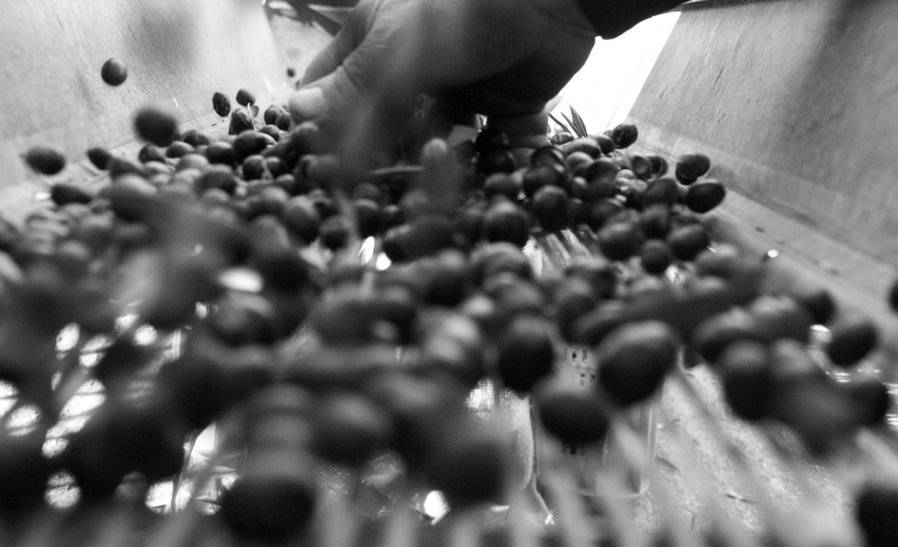 Marilena Norato, Le tradizioni, i sapori contadini, il biologico, lo stare insieme, olive, Sant Angelo d’Alife (CE)