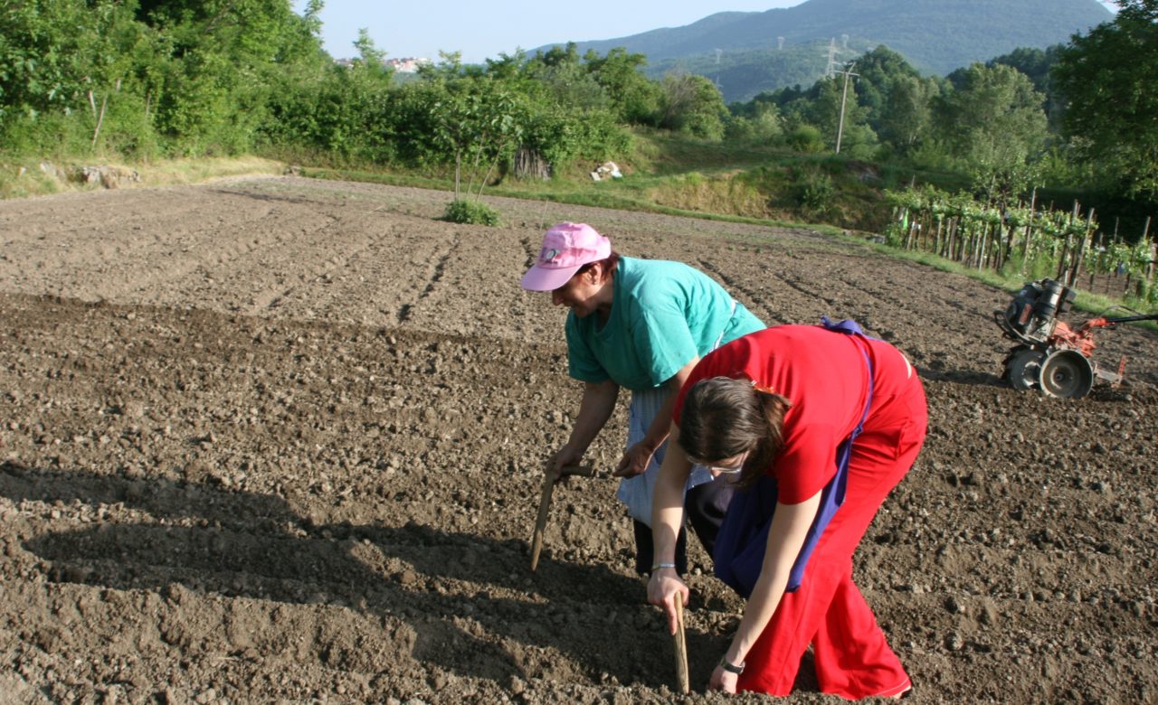 Michele D’Alessio, Lavori in agricoltura, Vallo di diano (SA)
