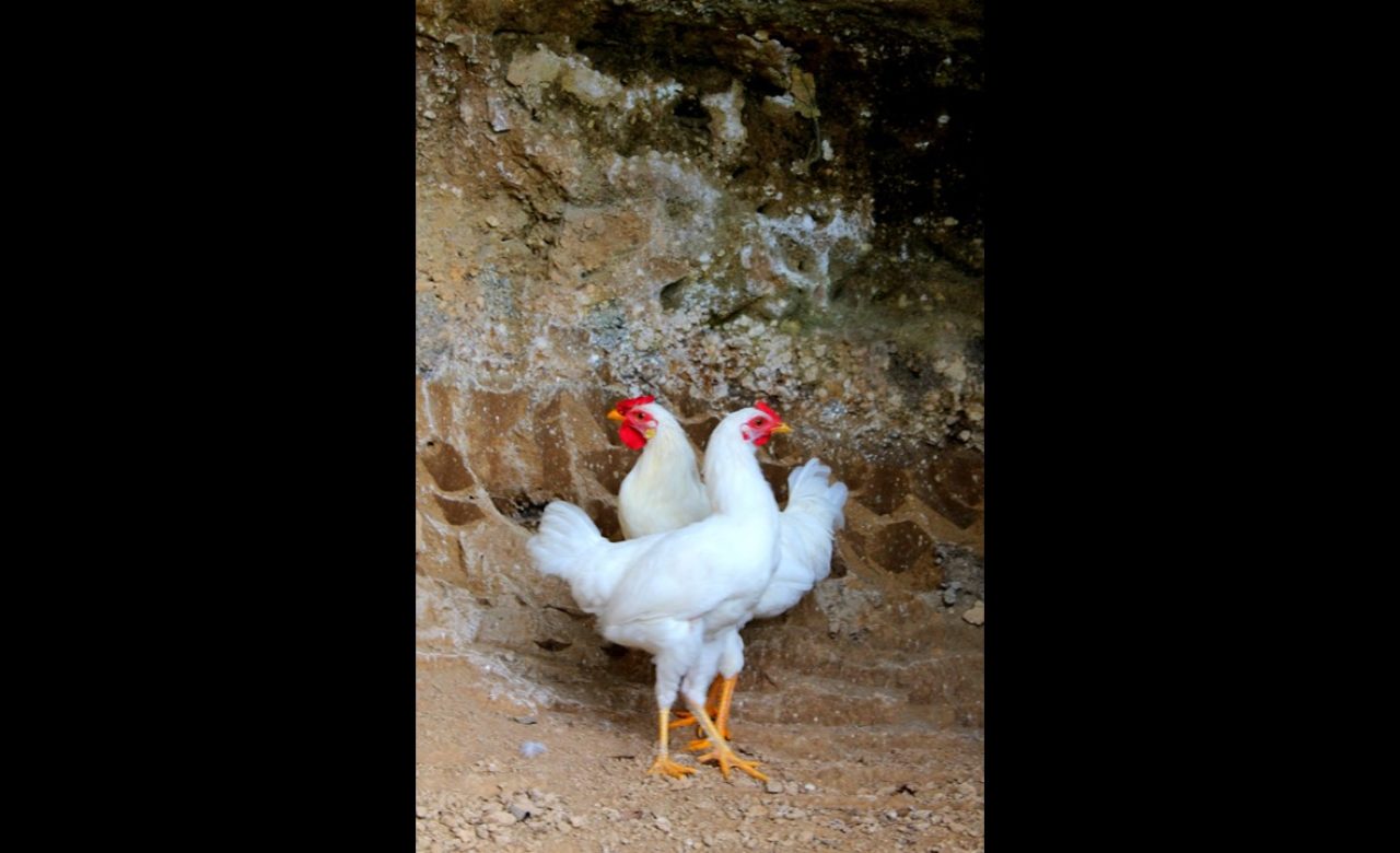 NATURA_Bivio Avicolo, Sessa Aurunca (CE)_Caterina Mattia