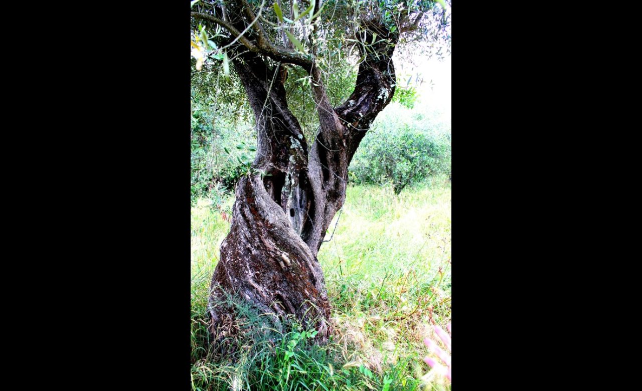 NATURA_L’albero della Vita, Caiazzo (CE)_Caterina Mattia