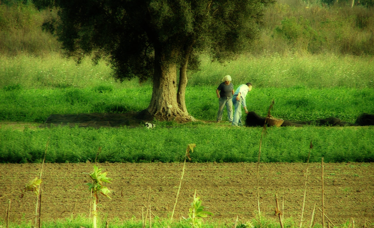 Pietro Ricciardi, Operosità, raccolta delle olive in Campania, Pastorano (CE)