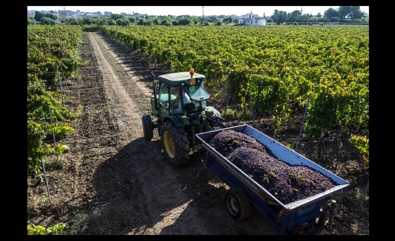 Vendemmia 2015 nei vigneti della cantina Valle dell’Asso (Galatina) a Sogliano Cavour (LE), Valentina Pagano