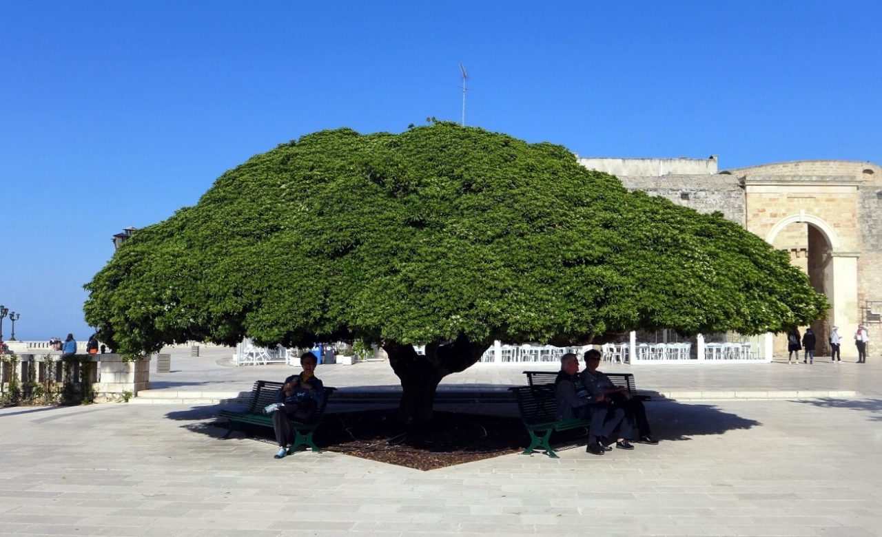 Erminia Viccaro, Otranto (LE)